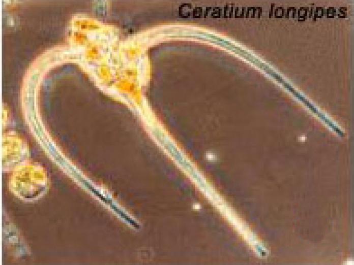 Plantetplankton af arten Ceratium longipes.