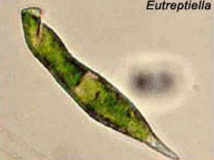 Planteplankton af arten Eutreptiella.