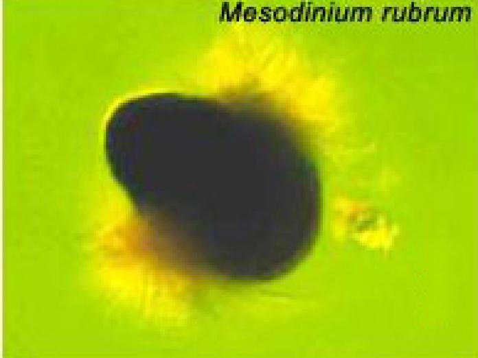 Planteplankton af arten Mesodinium rubrum.