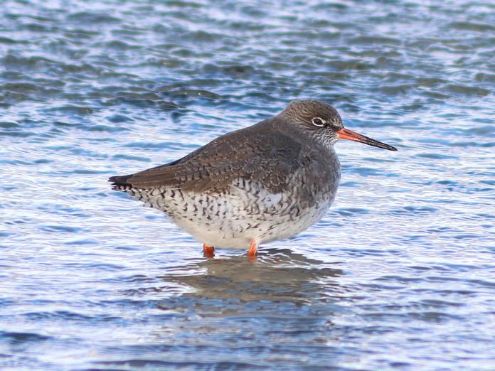Islands rødben i vandet