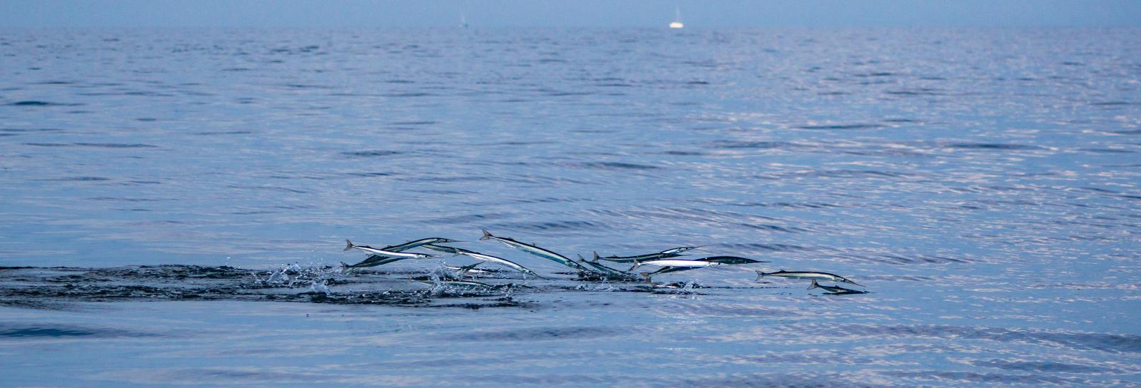 Springende hornfisk i Øresund